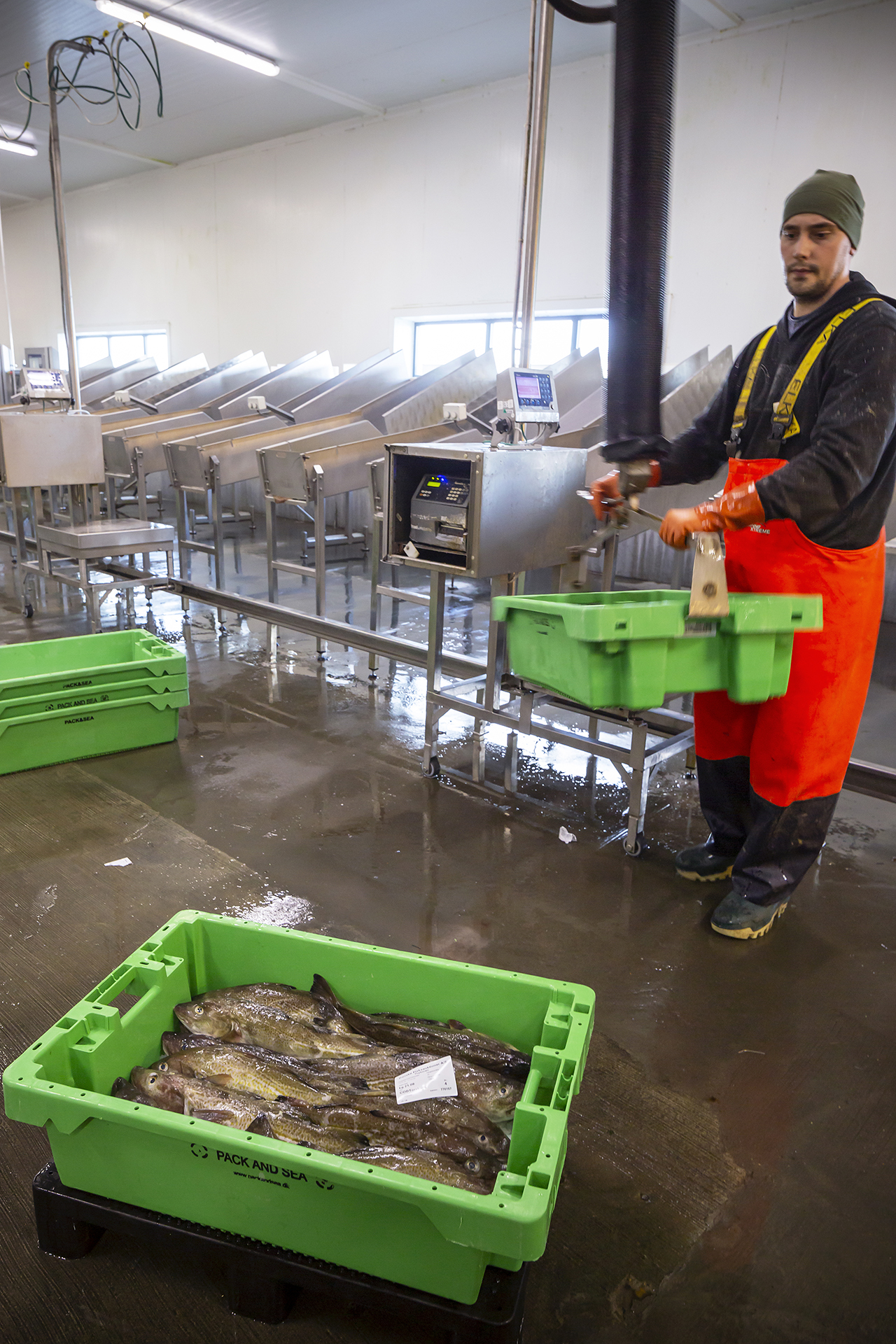 Fiskeauktion 15A3875 Web