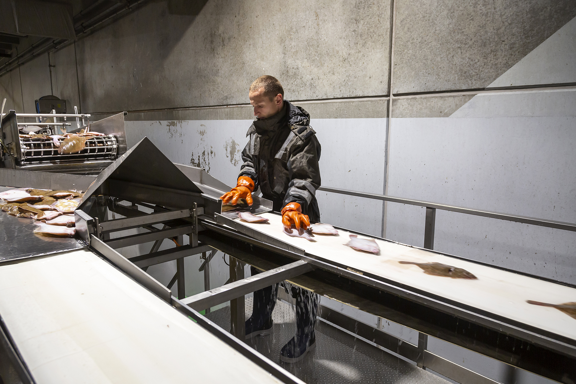 Fiskeauktion 15A4054 Web