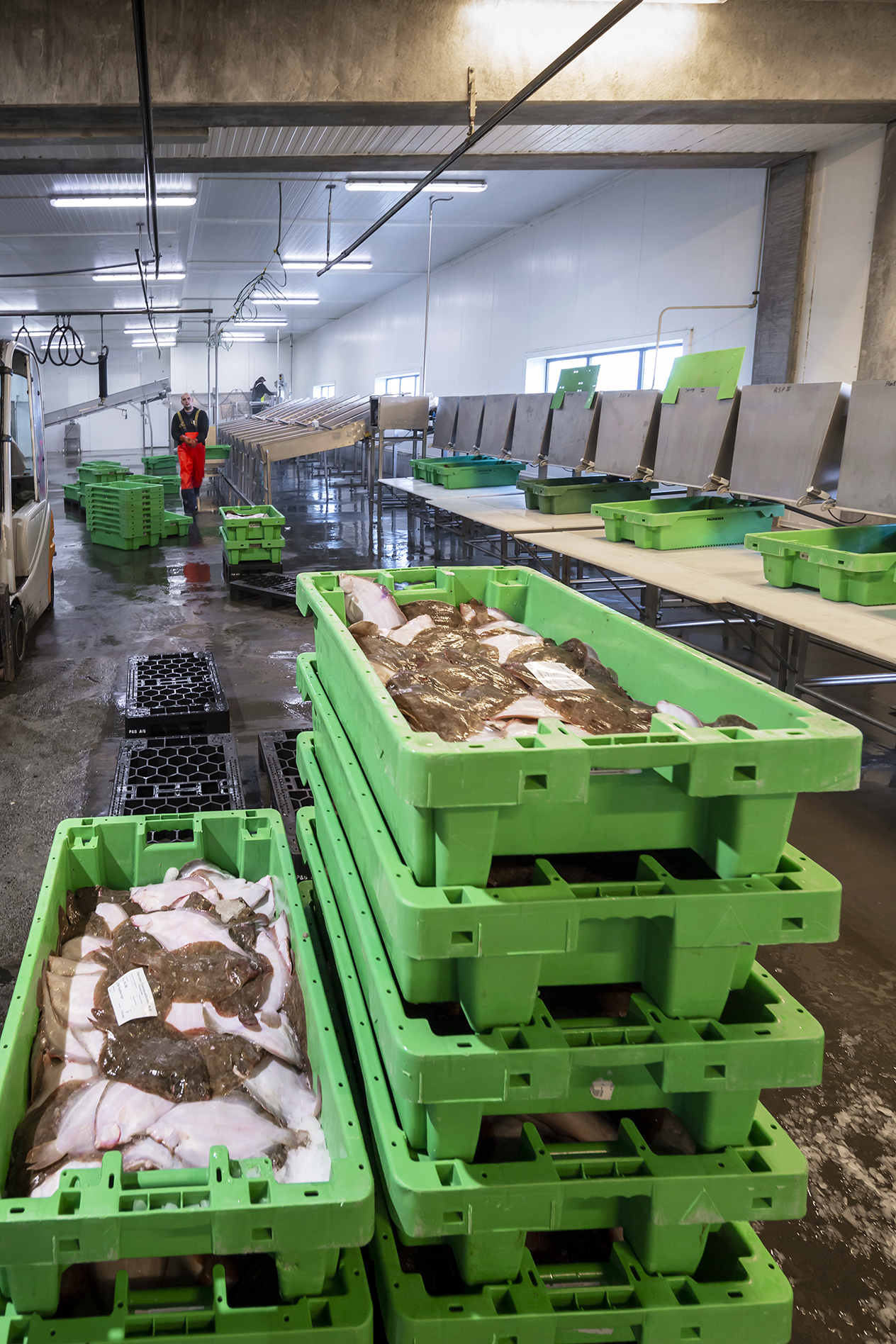 Fiskeauktion 15A3996 Web